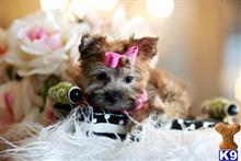 mixed breed puppy posted by tcuppuppiesforsale