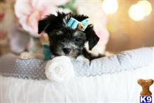 mixed breed puppy posted by tcuppuppiesforsale