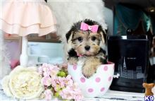 mixed breed puppy posted by tcuppuppiesforsale