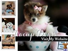 mixed breed puppy posted by tcuppuppiesforsale