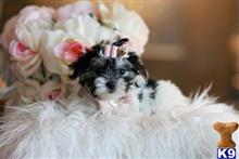 mixed breed puppy posted by tcuppuppiesforsale