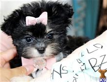 mixed breed puppy posted by tcuppuppiesforsale