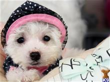 mixed breed puppy posted by tcuppuppiesforsale