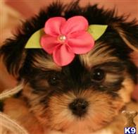 mixed breed puppy posted by tcuppuppiesforsale