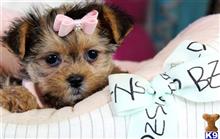 mixed breed puppy posted by tcuppuppiesforsale