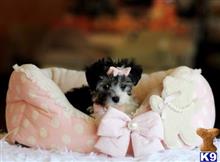 mixed breed puppy posted by tcuppuppiesforsale