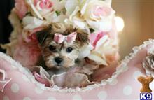 mixed breed puppy posted by tcuppuppiesforsale