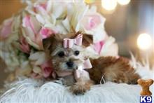 mixed breed puppy posted by tcuppuppiesforsale