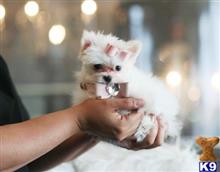 mixed breed puppy posted by tcuppuppiesforsale
