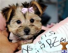 mixed breed puppy posted by tcuppuppiesforsale