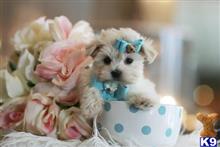 mixed breed puppy posted by tcuppuppiesforsale