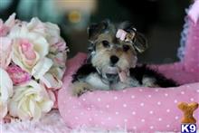 mixed breed puppy posted by tcuppuppiesforsale