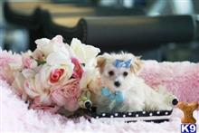 mixed breed puppy posted by tcuppuppiesforsale