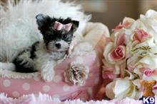 mixed breed puppy posted by tcuppuppiesforsale