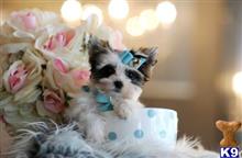 mixed breed puppy posted by tcuppuppiesforsale
