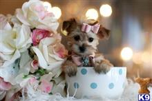 mixed breed puppy posted by tcuppuppiesforsale