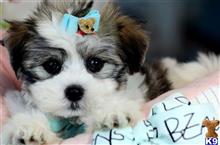 mixed breed puppy posted by tcuppuppiesforsale