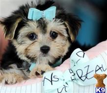 mixed breed puppy posted by tcuppuppiesforsale