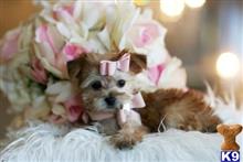 mixed breed puppy posted by tcuppuppiesforsale