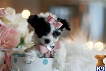 mixed breed puppy posted by tcuppuppiesforsale