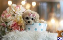 mixed breed puppy posted by tcuppuppiesforsale