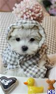 maltese puppy posted by tcuppuppiesforsale