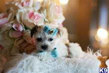 mixed breed puppy posted by tcuppuppiesforsale