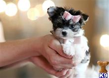 mixed breed puppy posted by tcuppuppiesforsale