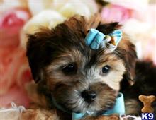 mixed breed puppy posted by tcuppuppiesforsale