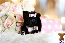 mixed breed puppy posted by tcuppuppiesforsale