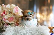 mixed breed puppy posted by tcuppuppiesforsale