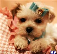 mixed breed puppy posted by tcuppuppiesforsale