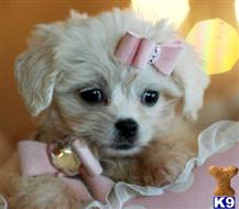 mixed breed puppy posted by tcuppuppiesforsale