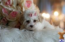 mixed breed puppy posted by tcuppuppiesforsale