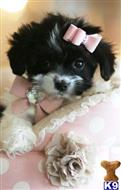 mixed breed puppy posted by tcuppuppiesforsale