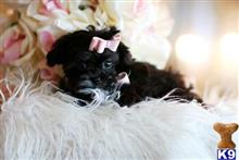 mixed breed puppy posted by tcuppuppiesforsale