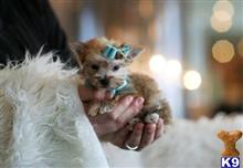 mixed breed puppy posted by tcuppuppiesforsale