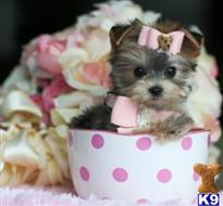 mixed breed puppy posted by tcuppuppiesforsale