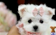 mixed breed puppy posted by tcuppuppiesforsale