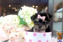 mixed breed puppy posted by tcuppuppiesforsale