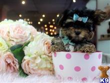 mixed breed puppy posted by tcuppuppiesforsale