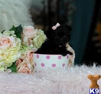 mixed breed puppy posted by tcuppuppiesforsale