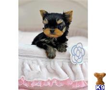 mixed breed puppy posted by tcuppuppiesforsale