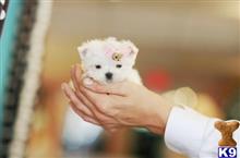 mixed breed puppy posted by tcuppuppiesforsale