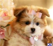 mixed breed puppy posted by tcuppuppiesforsale