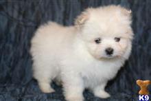 mixed breed puppy posted by tcuppuppiesforsale
