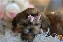 mixed breed puppy posted by tcuppuppiesforsale