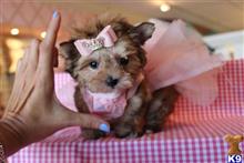 mixed breed puppy posted by tcuppuppiesforsale