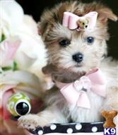 mixed breed puppy posted by tcuppuppiesforsale