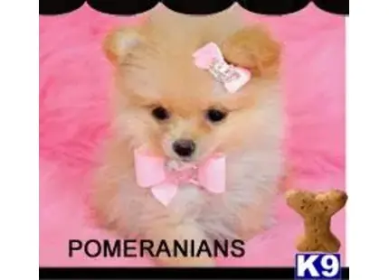 Pomeranian